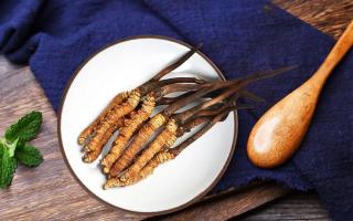 冬蟲(chóng)夏草有何藥用價(jià)值，蟲(chóng)草有啥子作用