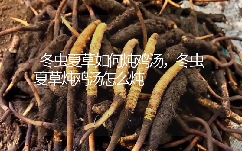 冬蟲夏草如何燉雞湯，冬蟲夏草燉雞湯怎么燉