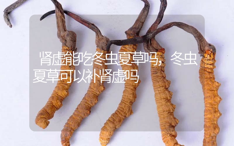 腎虛能吃冬蟲夏草嗎，冬蟲夏草可以補腎虛嗎？