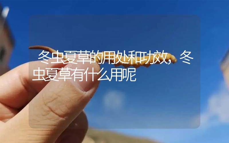 冬蟲夏草的用處和用法，冬蟲夏草有什么用呢