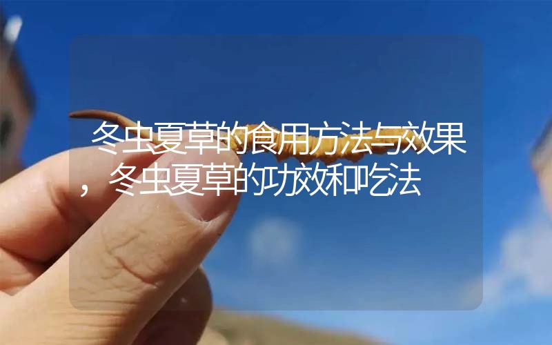 冬蟲夏草的食用方法與效果，冬蟲夏草的食用方法！
