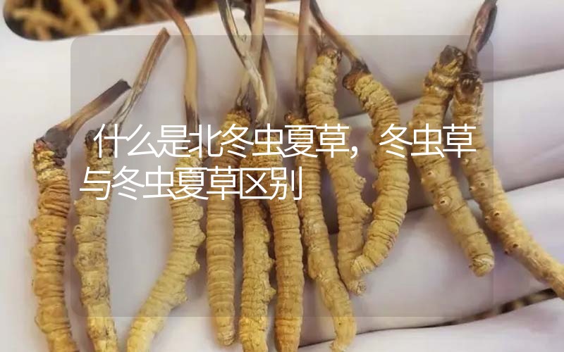 什么是北冬蟲夏草，北冬蟲草與冬蟲夏草區(qū)別