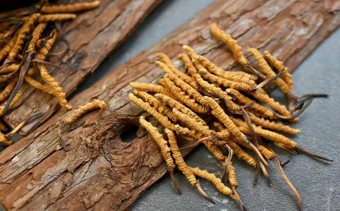 冬蟲夏草多少錢一克，哪個(gè)地區(qū)的質(zhì)量比較可靠呢