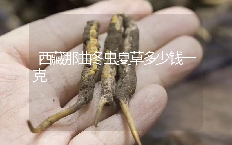 西藏那曲冬蟲夏草多少錢一克？