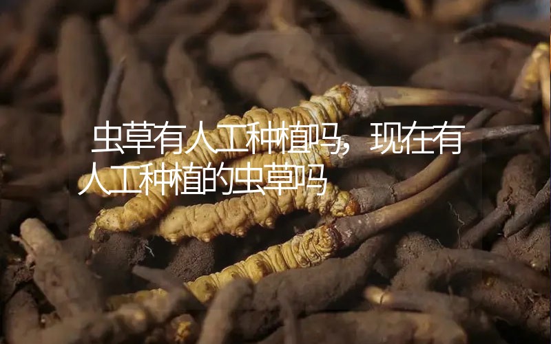 蟲草有人工種植嗎，現(xiàn)在有人工種植的蟲草嗎