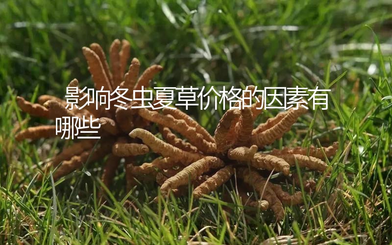 影響冬蟲(chóng)夏草價(jià)格的因素有哪些？