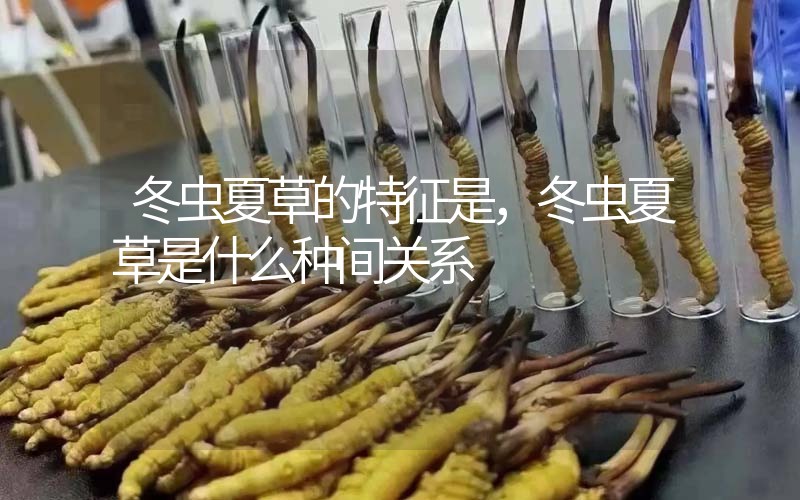 冬蟲夏草的特征是，冬蟲夏草是什么種間關系
