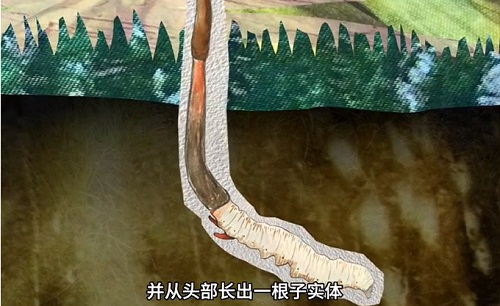 冬蟲夏草到底是蟲還是草？你猜到了嗎？