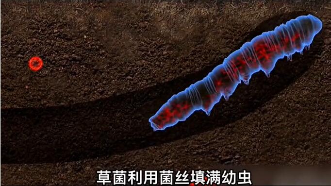 神奇的冬蟲夏草為什么能從蟲子變成草？它到底是怎么形成的呢？
