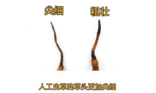 人工蟲草和野生蟲草如何分辨？人工冬蟲夏草怎么鑒別