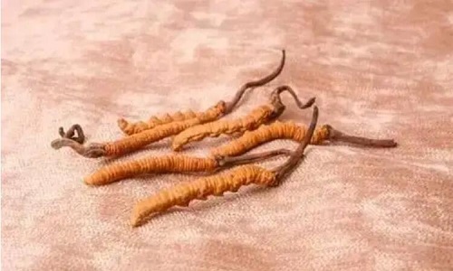 哪個(gè)產(chǎn)地的冬蟲(chóng)夏草營(yíng)養(yǎng)價(jià)值高,哪里的蟲(chóng)草更好？