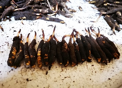 冬蟲夏草的作用是什么，有哪些比較好的吃法呢