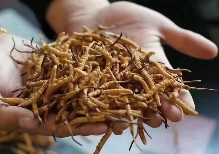 新鮮冬蟲夏草怎么洗最好？新鮮冬蟲夏草怎么清洗？