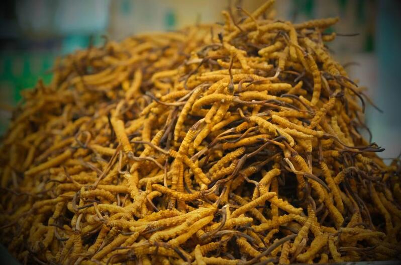 冬蟲夏草的產(chǎn)量為何一年不如一年呢？