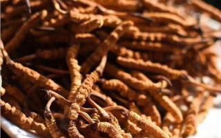 影響冬蟲(chóng)夏草價(jià)格的因素有哪些？