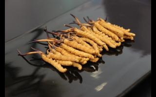 消費者對冬蟲夏草有哪些誤區(qū)？