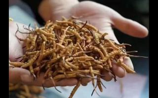 冬蟲(chóng)夏草，體驗(yàn)來(lái)自高原的自然滋味