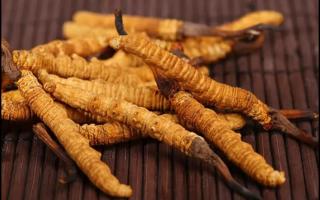 新鮮的冬蟲(chóng)夏草為何要冷凍保存？