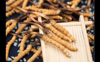 對(duì)話冬蟲夏草：為什么新鮮是王道？