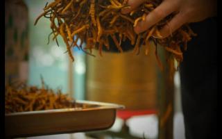 什么是冬蟲夏草？冬蟲夏草的產(chǎn)地以及產(chǎn)量！