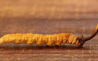 分辨劣質(zhì)冬蟲夏草總結(jié)鑒別經(jīng)驗(yàn)！