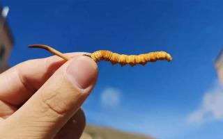 冬蟲(chóng)夏草是如何去分辨等級(jí)的？