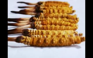 冬蟲夏草里為何會有斷草、牙簽草、癟草之類的！