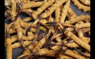 冬蟲夏草的產(chǎn)量為何一年不如一年呢？