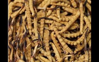 冬蟲夏草的用量和用法你吃對了嗎？