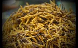 冬蟲(chóng)夏草一人一次吃幾根比較好？