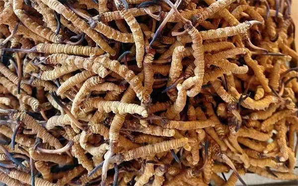 冬蟲夏草可以和番石榴一起吃嗎？