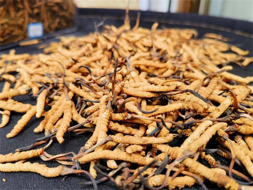 哪些人不能吃冬蟲夏草？這5類人慎食冬蟲夏草
