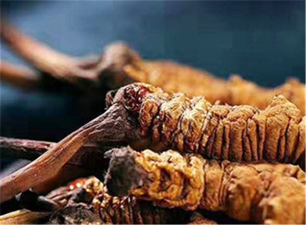 真的冬蟲(chóng)夏草多少錢一斤？冬蟲(chóng)夏草2023價(jià)目表