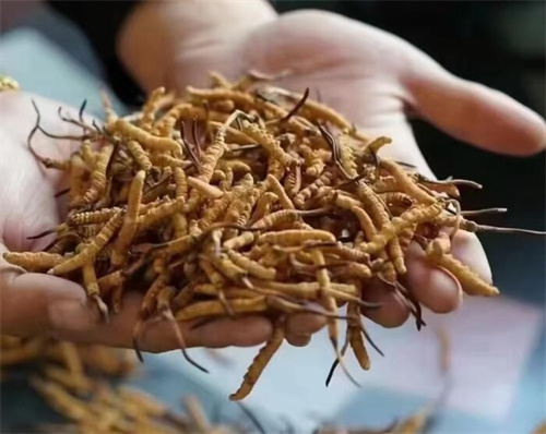 冬蟲夏草怎么吃最好？