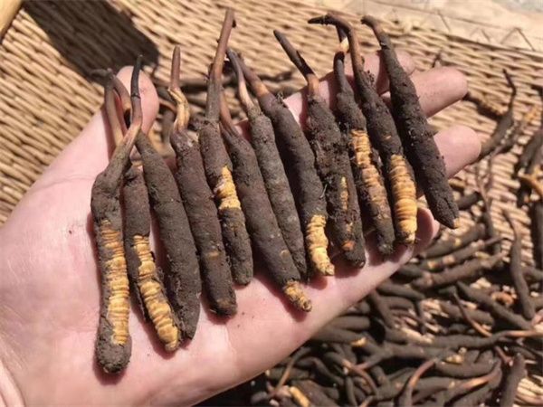 新鮮的冬蟲夏草怎么保存方法？讓珍貴之草保持活力