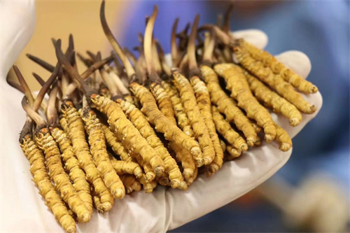 冬蟲(chóng)夏草不能和什么一起吃？冬蟲(chóng)夏草應(yīng)避免與6類食材同時(shí)食用