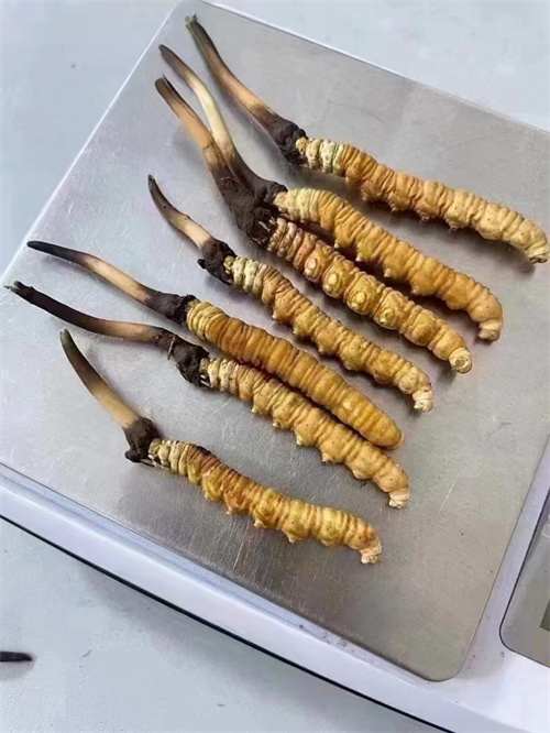 冬蟲夏草煮還是泡好？兩種食用方法的對(duì)比分析