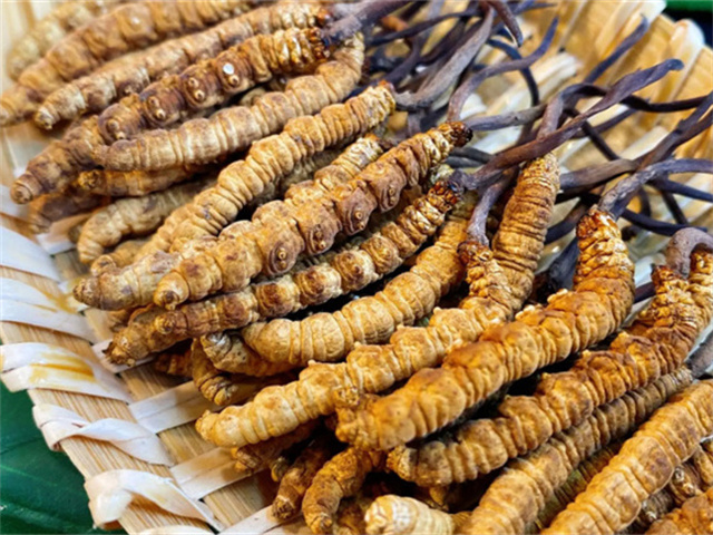 天然冬蟲夏草是怎么形成的？天然冬蟲夏草的形成過程