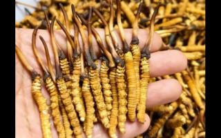 珍草王冬蟲夏草是真的嗎？揭秘珍稀藥材的真相