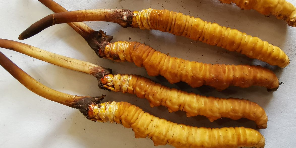 冬蟲夏草泡酒最佳配方：滋補(bǔ)養(yǎng)生，強(qiáng)身健體