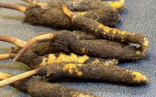 冬蟲夏草鮮草怎么吃？科學(xué)用量指南