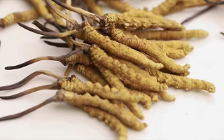 水溫決定營養(yǎng)！冬蟲夏草鮮草泡水溫度全解析?