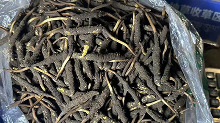 冬蟲夏草可以吃鮮的嗎？一文為你揭秘
