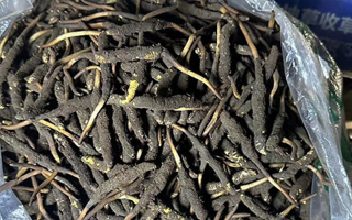 冬蟲夏草可以吃鮮的嗎？一文為你揭秘