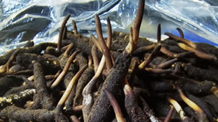 冬蟲夏草鮮草能不能泡酒？科學解析與實用指南