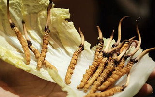 冬蟲(chóng)夏草為何鮮的好？深度解析鮮蟲(chóng)草的獨(dú)特優(yōu)勢(shì)