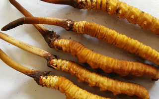 冬蟲夏草鮮草價(jià)格多少？揭秘其背后的定價(jià)密碼