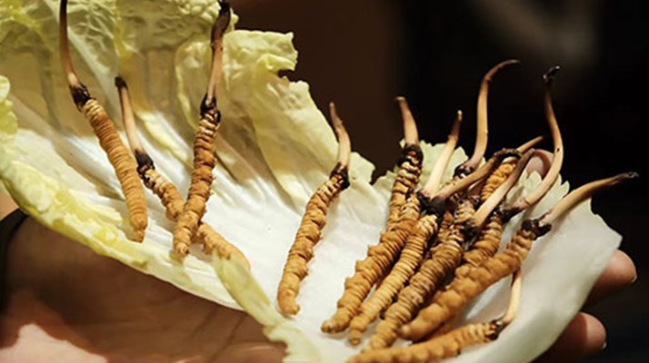 冬蟲夏草鮮草如何吃最好？解鎖營(yíng)養(yǎng)與美味的黃金吃法