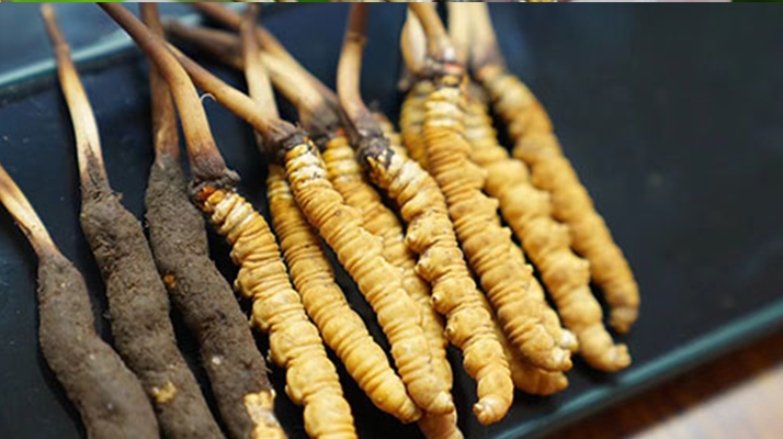 鮮冬蟲夏草什么季節(jié)最好？滋補(bǔ)時(shí)機(jī)大揭秘
