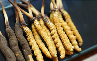 鮮冬蟲夏草什么季節(jié)最好？滋補(bǔ)時(shí)機(jī)大揭秘